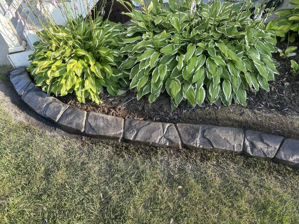 Row of variegated hosta plants with green leaves edged in white, planted in a stone-bordered flower bed by a house.