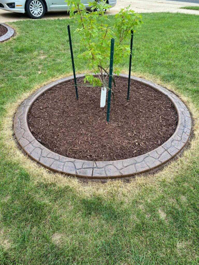 Young tree supported by green stakes in a circular mulch bed, white protective wrap around the trunk, in a suburban yard with grass and a car in the background
