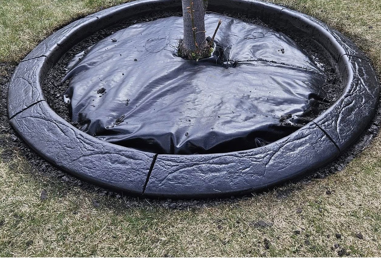 Young tree planted in a circular black rubber mulch ring on a grassy area.